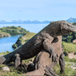 Komodo 1 150x150
