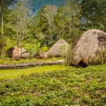 Wamena Biology Garden 150x150