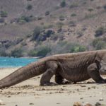 Komodo 150x150