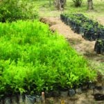 Wamena Biology Garden2 150x150